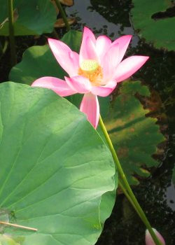 lotus flower